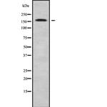 MEGF6 Antibody in Western Blot (WB)