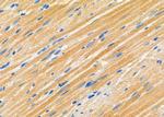 MYO6 Antibody in Immunohistochemistry (Paraffin) (IHC (P))