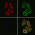 MYO16 Antibody in Immunocytochemistry (ICC/IF)