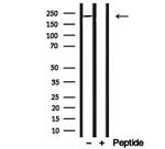 MYO16 Antibody in Western Blot (WB)