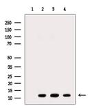 NDUFB3 Antibody in Western Blot (WB)