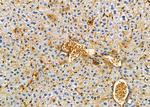 NDUFB5 Antibody in Immunohistochemistry (Paraffin) (IHC (P))