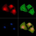 NGRN Polyclonal Antibody