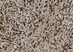 NGRN Antibody in Immunohistochemistry (Paraffin) (IHC (P))