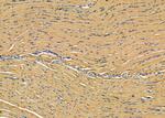 NGRN Antibody in Immunohistochemistry (Paraffin) (IHC (P))