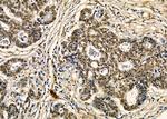 NGRN Antibody in Immunohistochemistry (Paraffin) (IHC (P))