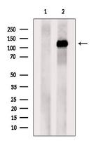 NUP133 Polyclonal Antibody