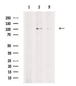 NUP88 Antibody in Western Blot (WB)