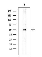 SC65 Polyclonal Antibody