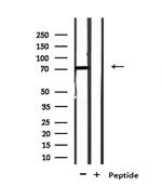 NOL4 Polyclonal Antibody