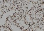 ZCCHC17 Antibody in Immunohistochemistry (Paraffin) (IHC (P))