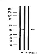 OR6N1 Antibody in Western Blot (WB)