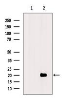 OAZ3 Polyclonal Antibody