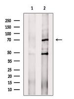 PEX5 Polyclonal Antibody