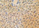 PEX12 Antibody in Immunohistochemistry (Paraffin) (IHC (P))