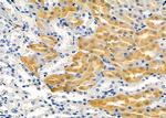 PIGQ Antibody in Immunohistochemistry (Paraffin) (IHC (P))