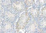 PIGQ Antibody in Immunohistochemistry (Paraffin) (IHC (P))