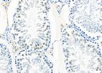 PIGQ Antibody in Immunohistochemistry (Paraffin) (IHC (P))