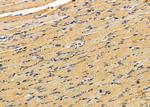 PIGW Antibody in Immunohistochemistry (Paraffin) (IHC (P))
