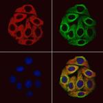PIK3R6 Antibody in Immunocytochemistry (ICC/IF)