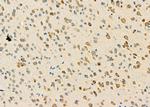 PIK3R6 Antibody in Immunohistochemistry (Paraffin) (IHC (P))