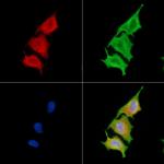 PLD3 Polyclonal Antibody