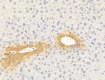 PLSCR1 Polyclonal Antibody