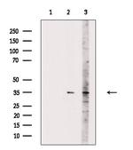 PLSCR1 Antibody in Western Blot (WB)