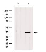 PLSCR2 Polyclonal Antibody