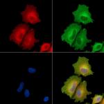 PLSCR4 Polyclonal Antibody