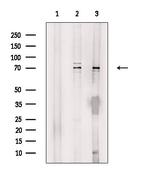 PABPC3 Polyclonal Antibody