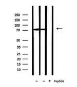 PABPC4 Antibody in Western Blot (WB)