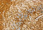 KCNG4 Polyclonal Antibody