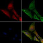 KCNS1 Polyclonal Antibody