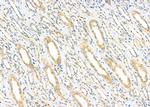 KCNS1 Antibody in Immunohistochemistry (Paraffin) (IHC (P))