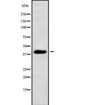 PBX4 Antibody in Western Blot (WB)