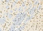 PART1 Antibody in Immunohistochemistry (Paraffin) (IHC (P))