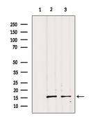 PP14B Antibody in Western Blot (WB)