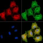 C5orf26 Antibody in Immunocytochemistry (ICC/IF)
