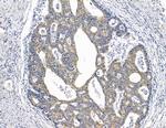 C5orf26 Antibody in Immunohistochemistry (Paraffin) (IHC (P))