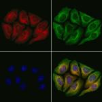 REPS2 Polyclonal Antibody