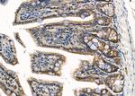 RASSF3 Antibody in Immunohistochemistry (Paraffin) (IHC (P))