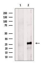 RASSF3 Antibody in Western Blot (WB)