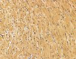 RAPH1 Antibody in Immunohistochemistry (Paraffin) (IHC (P))