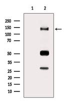 RAPH1 Antibody in Western Blot (WB)