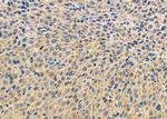 RASIP1 Polyclonal Antibody