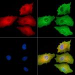 RERG Polyclonal Antibody