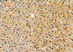 RERG Antibody in Immunohistochemistry (Paraffin) (IHC (P))