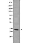 RERG Antibody in Western Blot (WB)
