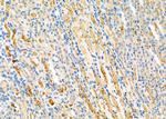 RAB1B Polyclonal Antibody